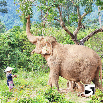 Cruise Ship Tour 6 Attractions Koh Samui - kohsamui.tours